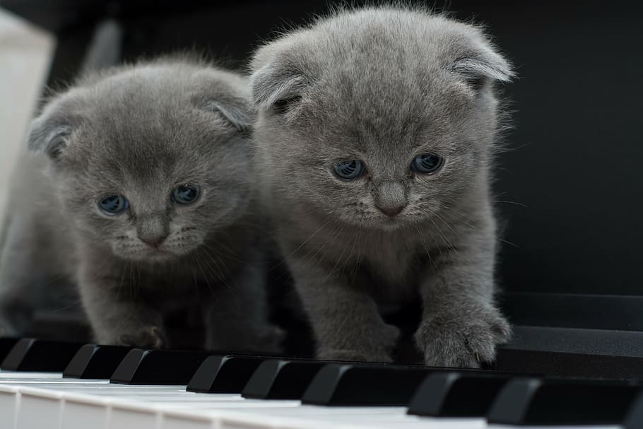 two short-coated gray kittens, cat, cats, kitty, piano, looking at camera HD wallpaper