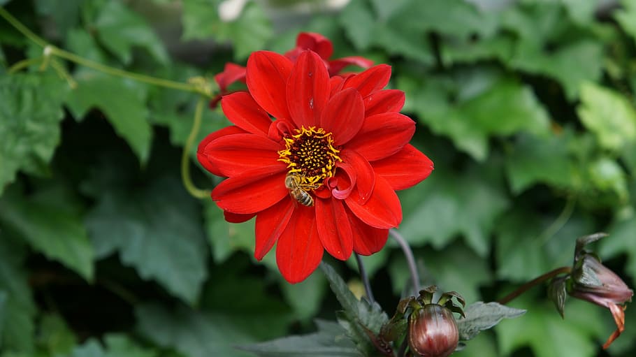 flower, bee, plant, pollen, animal, insect, blossom, bloom HD wallpaper
