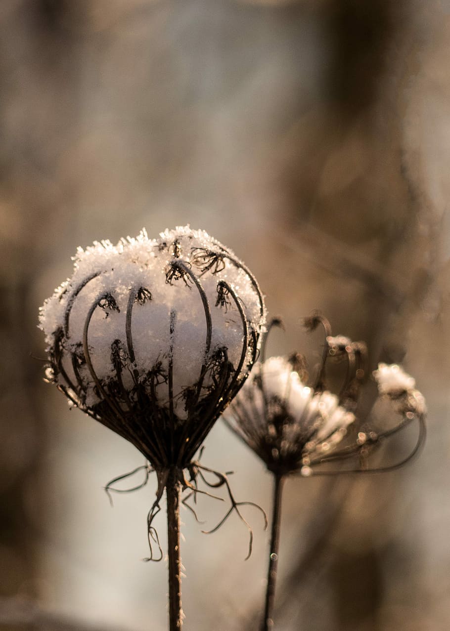 nature, background, plant, close, wild carrot, macro, winter HD wallpaper
