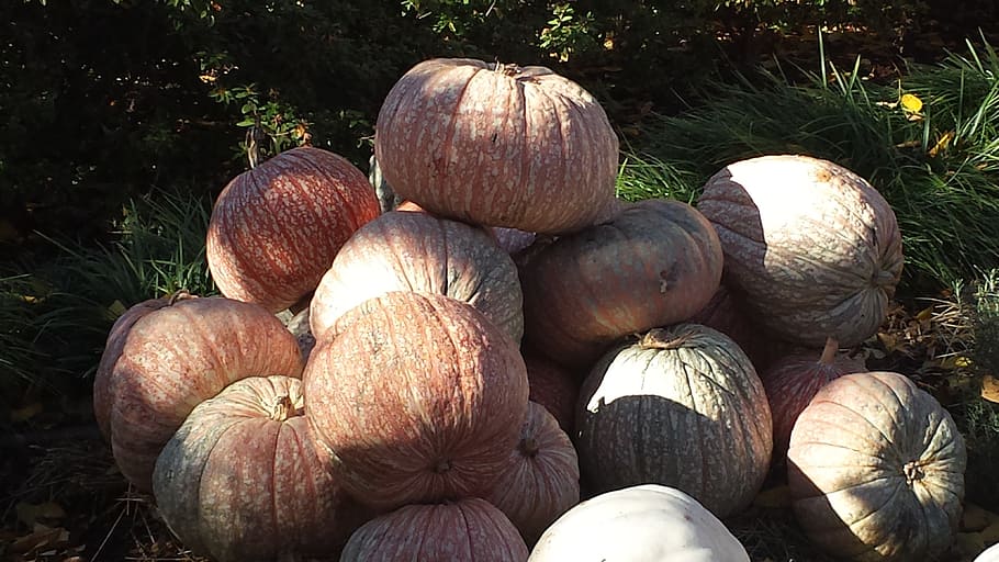 pumpkin, fall, gourds, food, food and drink, healthy eating HD wallpaper