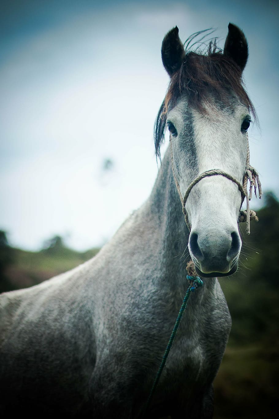 horse, force, purity, greatness, momentum, nature, animal, field, HD wallpaper