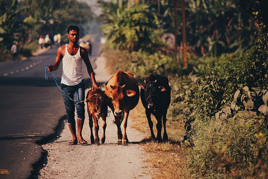 man walking alongside three cows, village, rural, india, development, HD wallpaper