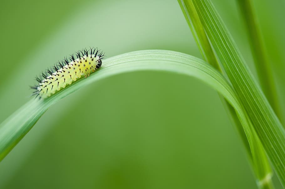 green and black moth caterpillar perched on green leaf plant in closeup photography, HD wallpaper
