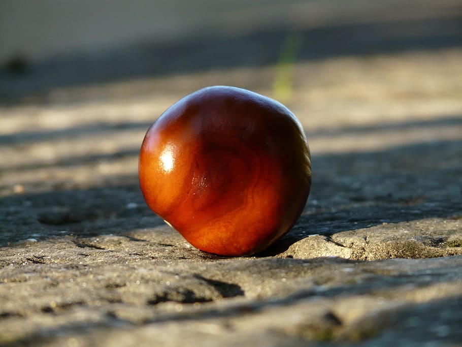 Chestnut, Buckeye, Fruit, concerns, ground, collect, autumn HD wallpaper