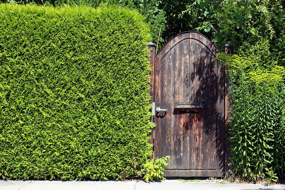 closed brown wooden door in between of grass wall, vision protection hedge, HD wallpaper