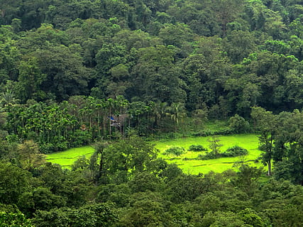 forests, valley, nature, mountains, scenic, western ghats, sahyadri HD wallpaper