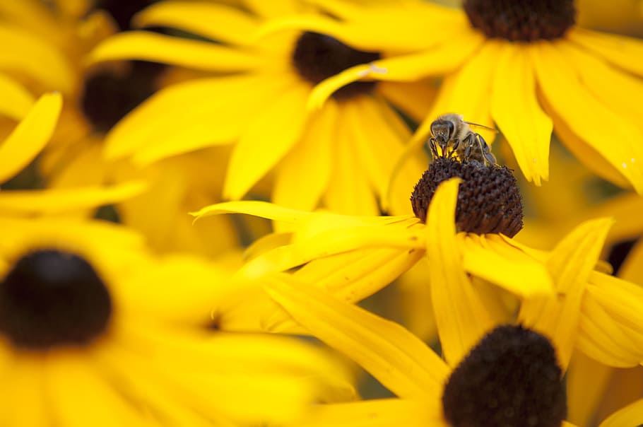 sun hat, bee, honey, pollen, flower, blossom, bloom, nature HD wallpaper