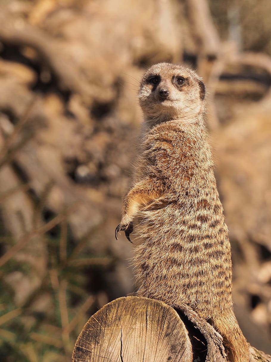 Meerkat standing watch Photograph by Robert Populete - Fine Art America