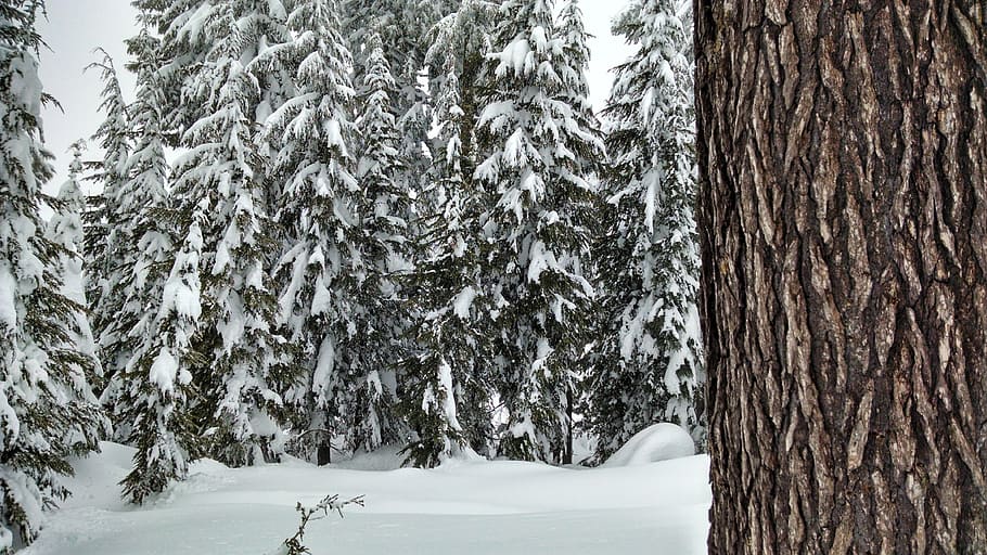 snow, forest, trees, pine, winter, season, nature, cold, white HD wallpaper