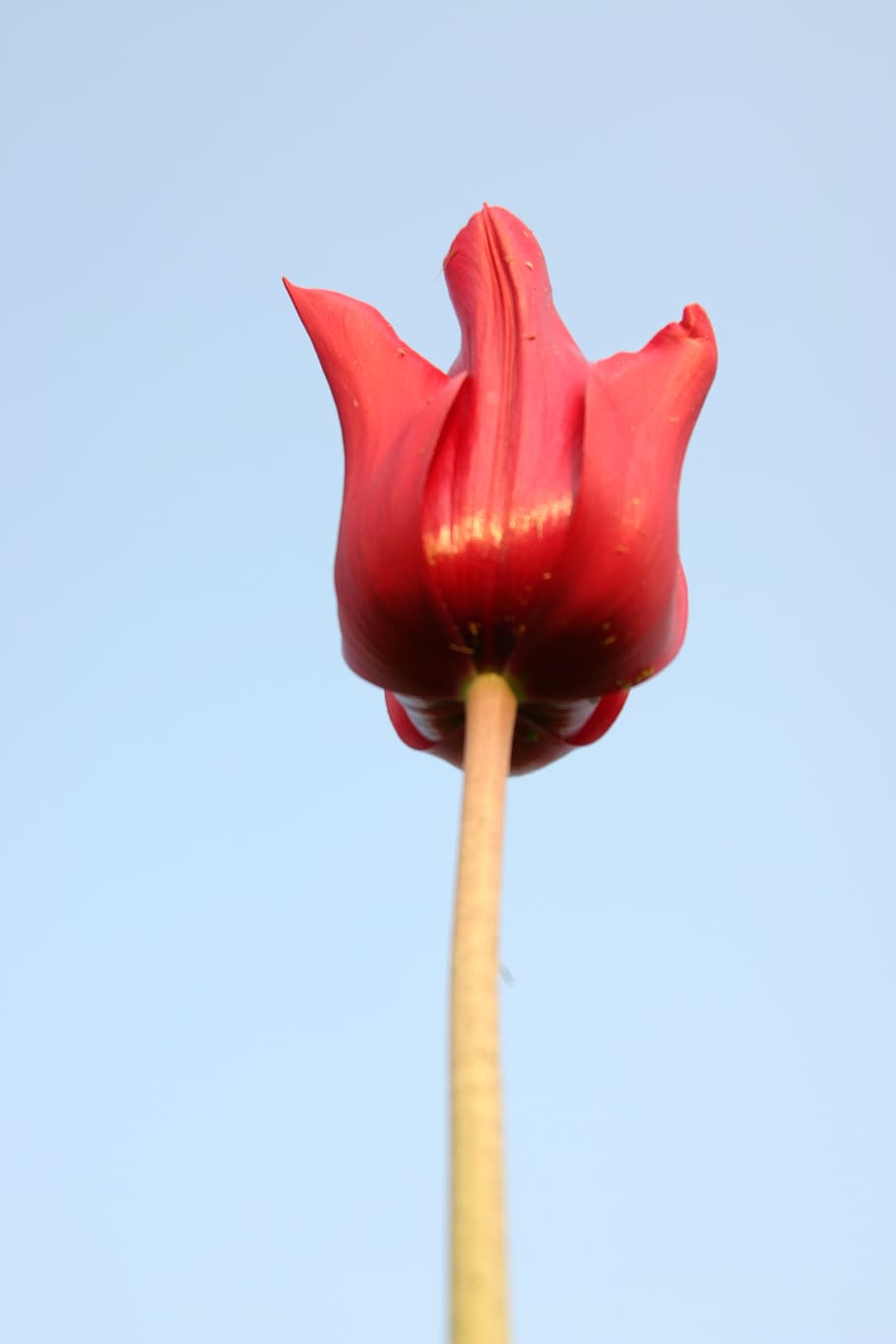 tulip, macro, power, flower, floral, spring, plant, focus, head HD wallpaper