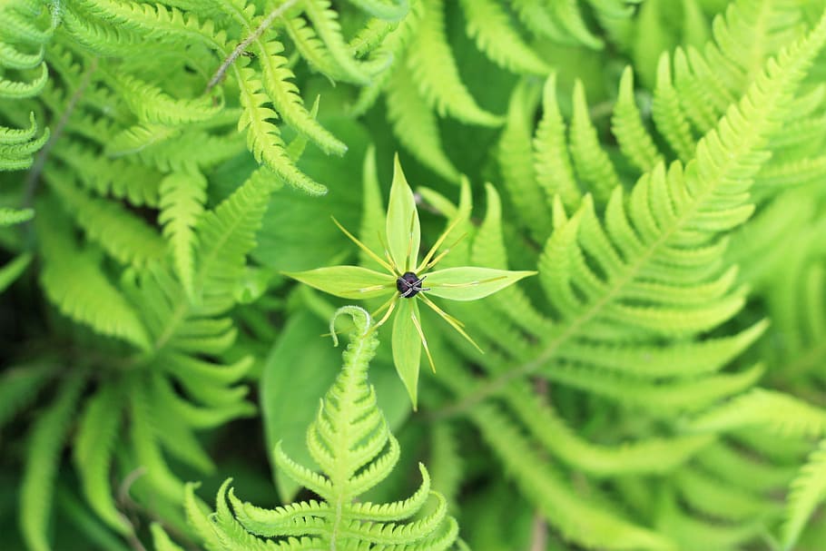 flower, green, macro, summer, nature, leaf, plant, grass, flowers HD wallpaper