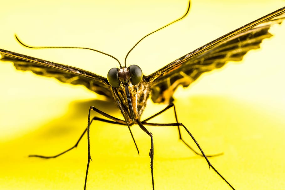 butterfly, insect, nature, animal, macro, close-up, invertebrate HD wallpaper