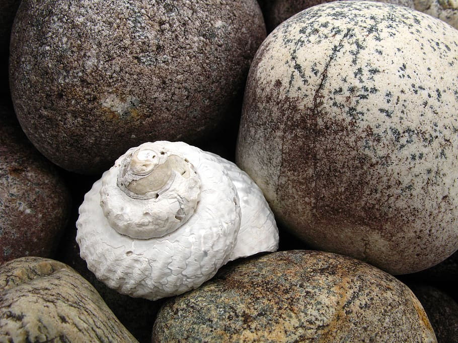 shell, stone, pebble, sea shell, beach, ocean, nature, vacation HD wallpaper