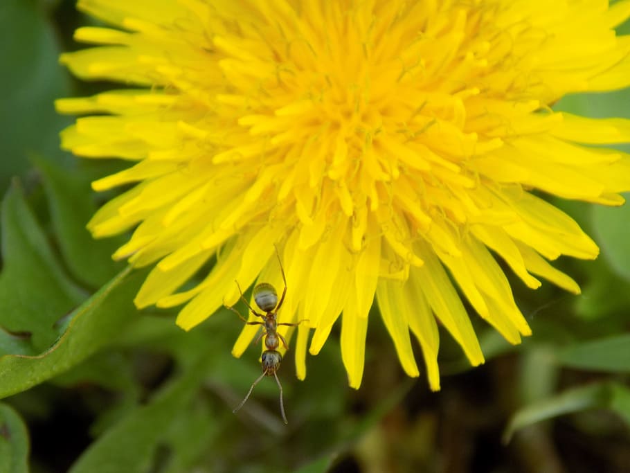dandelion, ant, macro, flowering plant, yellow, fragility, freshness HD wallpaper