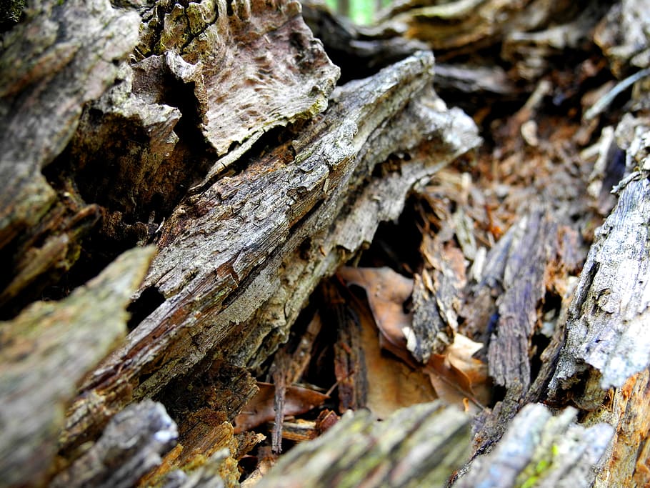 wood, old, dead, tree, old wood, wood - material, selective focus HD wallpaper