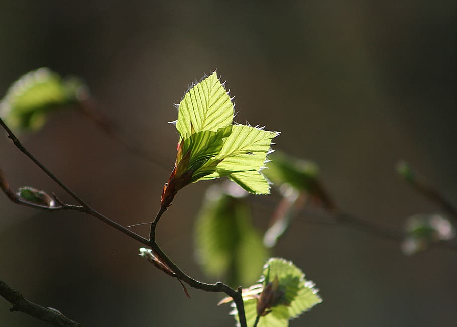 leaf, plant, nature, tree, garden, light, plant part, growth HD wallpaper