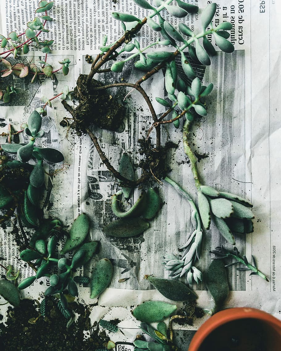 rubber fig plants lying on gray newspaper, plants on newspaper HD wallpaper