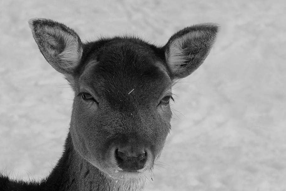Roe Deer, Fallow Deer, Wild, Forest, animal, winter, elbaue HD wallpaper