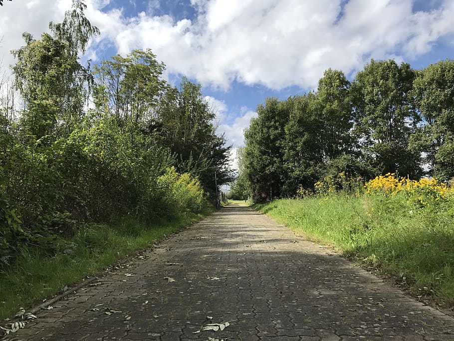 sidewalk, away, road, clouds, sky, flowers, roses, plant, colorful HD wallpaper