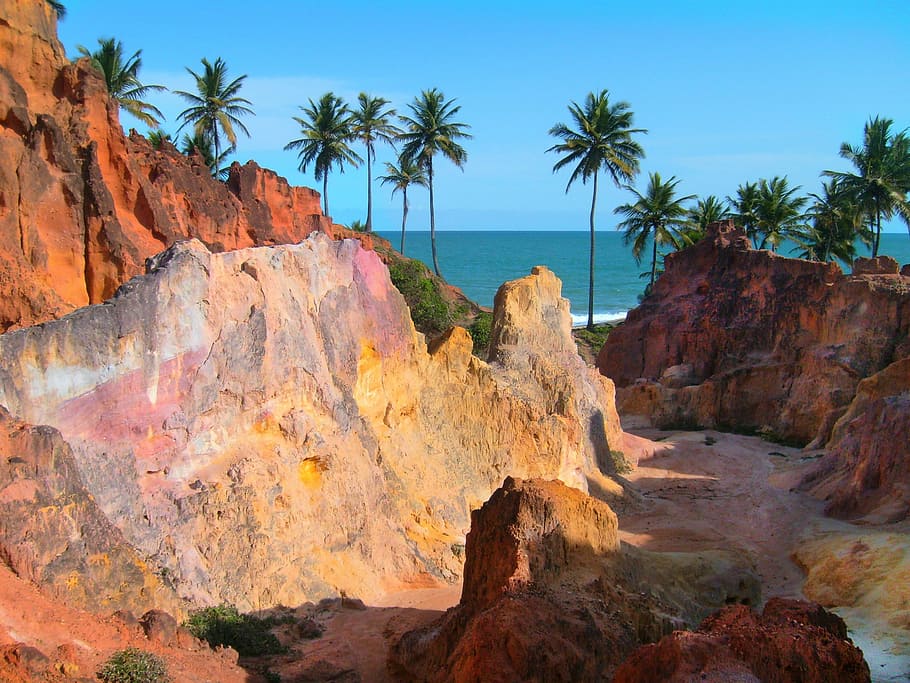 Coconut, Trees, Cliffs, coconut trees, mar, rock - object, nature HD wallpaper