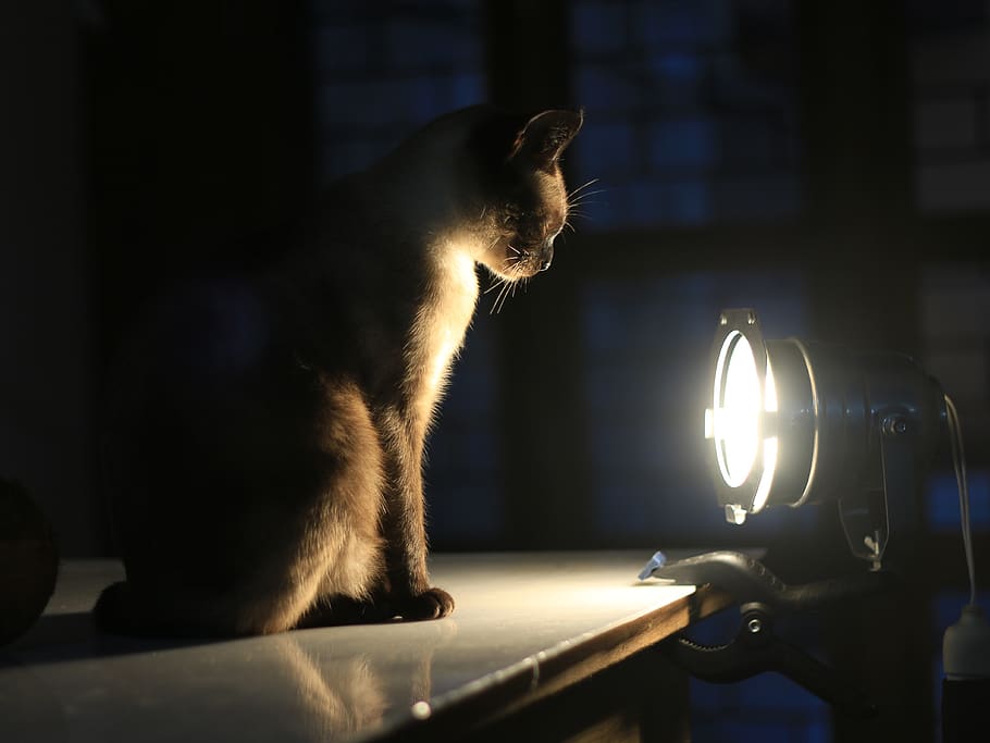 cat, concentration, light, spotlight, siamese, sitting, dark HD wallpaper