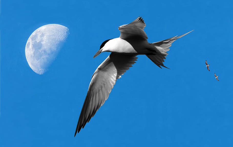 moon, birds, seagull, sky, ceu, light, day, blue sky, nature HD wallpaper