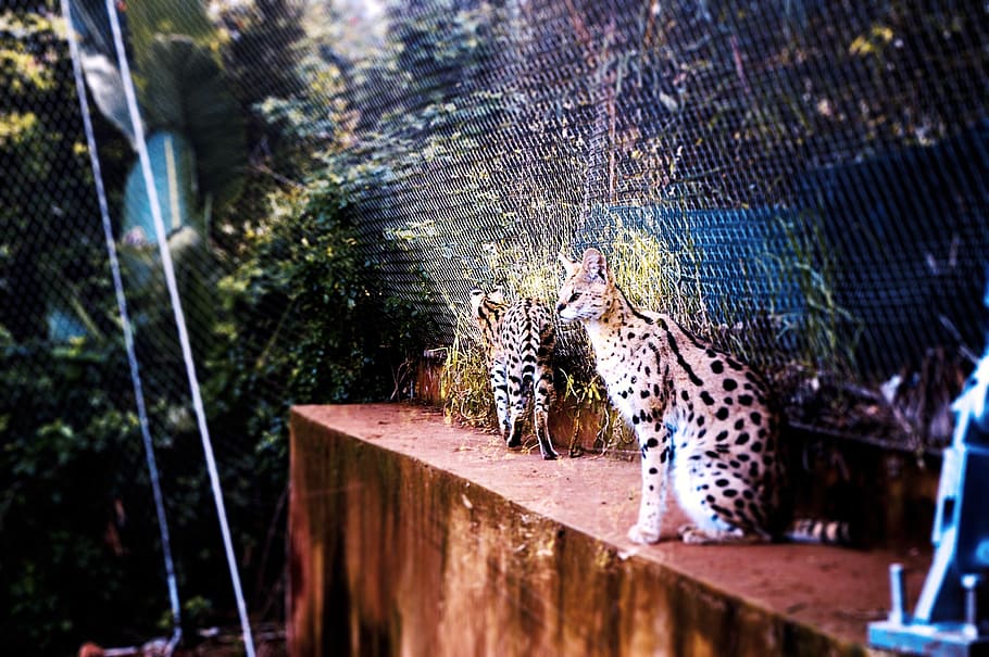 zoo, morocco, animals, animal themes, mammal, animal wildlife HD wallpaper