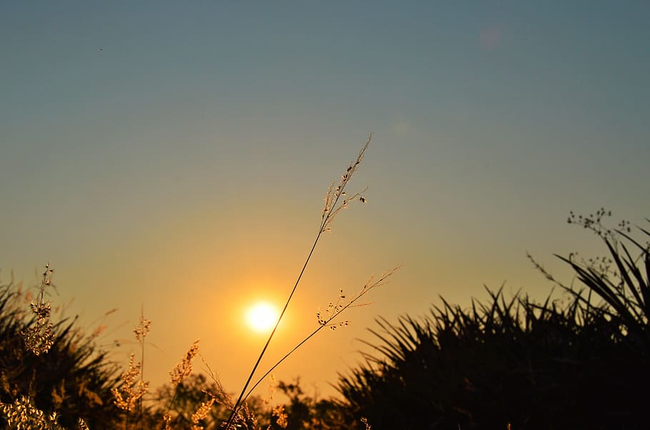sunset, nature, flowers, sky, sol, tranquility, plant, beauty in nature HD wallpaper