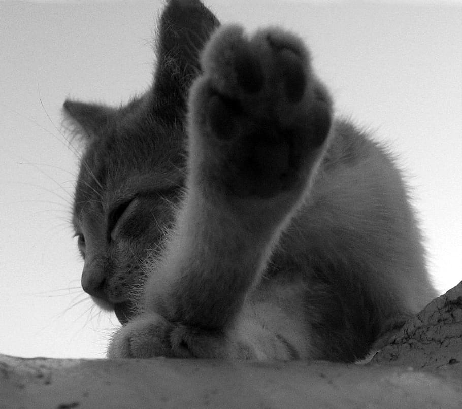kitten, cat cat, chick, animal themes, mammal, domestic, feline HD wallpaper