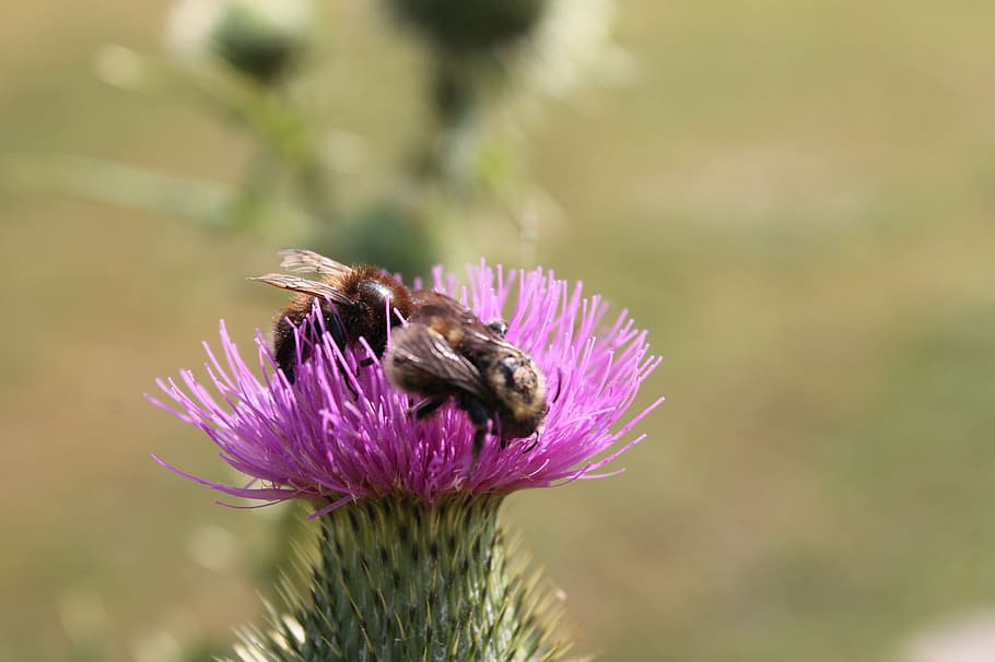 thistle, bees, thistle flower, flowering plant, animal, animal themes HD wallpaper