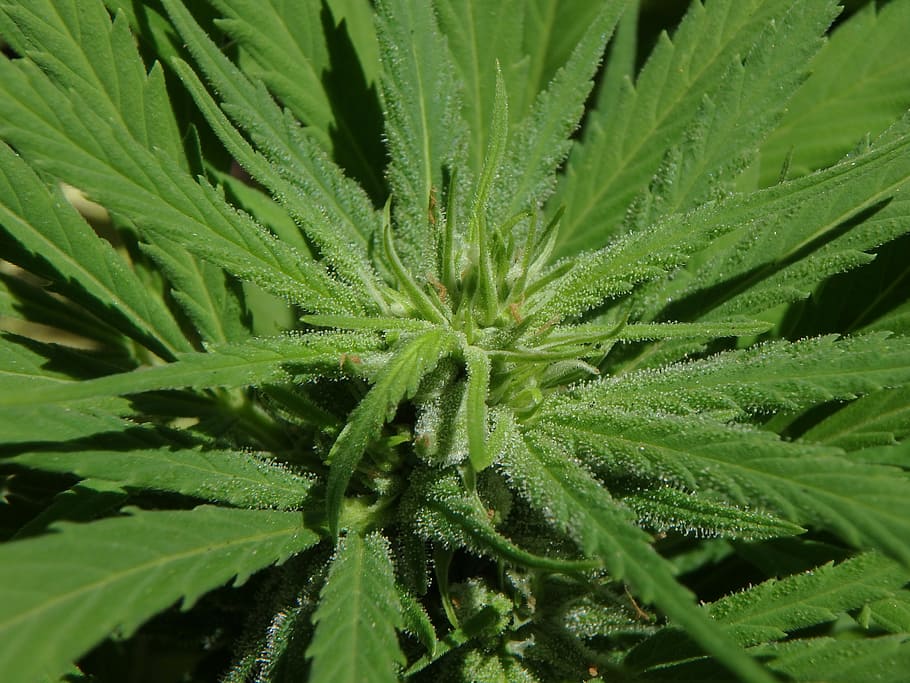 close-up photography of green cannabis leaf, flower, marijuana, HD wallpaper