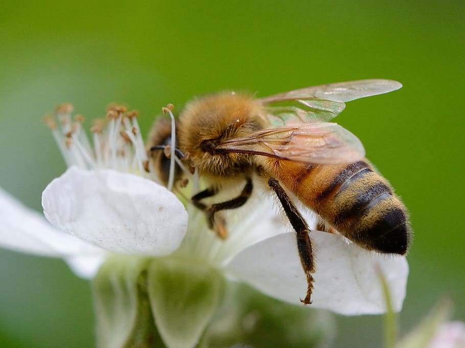flower, bee, pollination, insect, macro, nectar, pollen, animal wildlife HD wallpaper