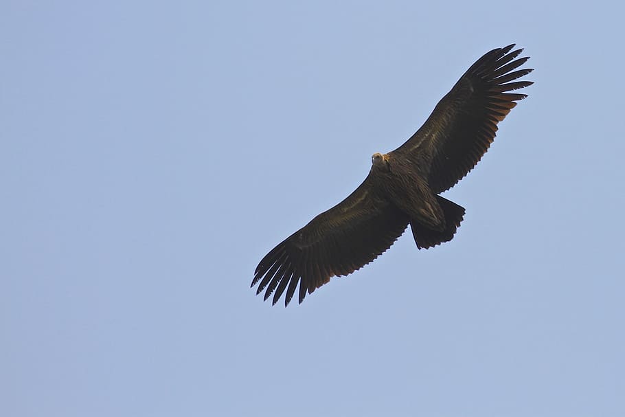 bird, flying, blue sky, nature, wildlife, birds flying, dom HD wallpaper