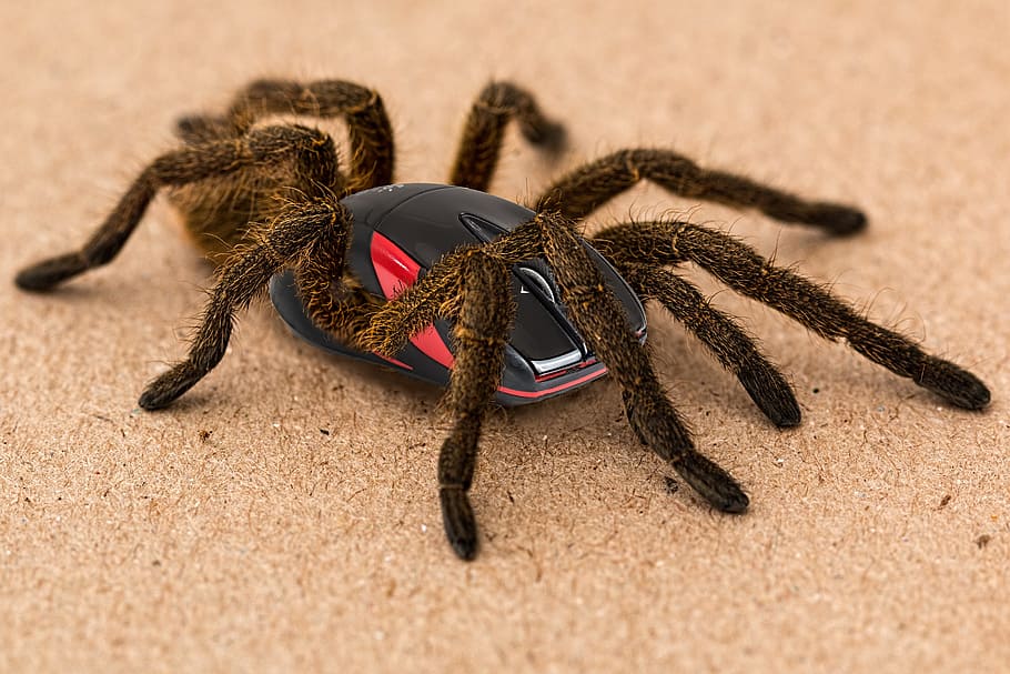 black and red mouse with tarantula legs on brown surface, spider, HD wallpaper