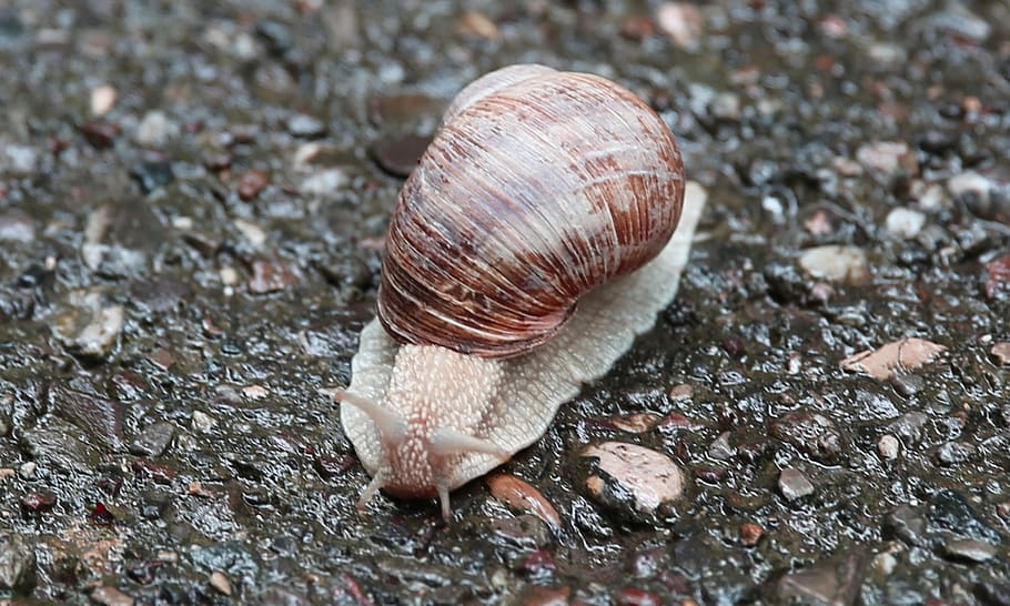 Snail, Nature, Macro, Shell, slowly, stones, molluscs, conch HD wallpaper