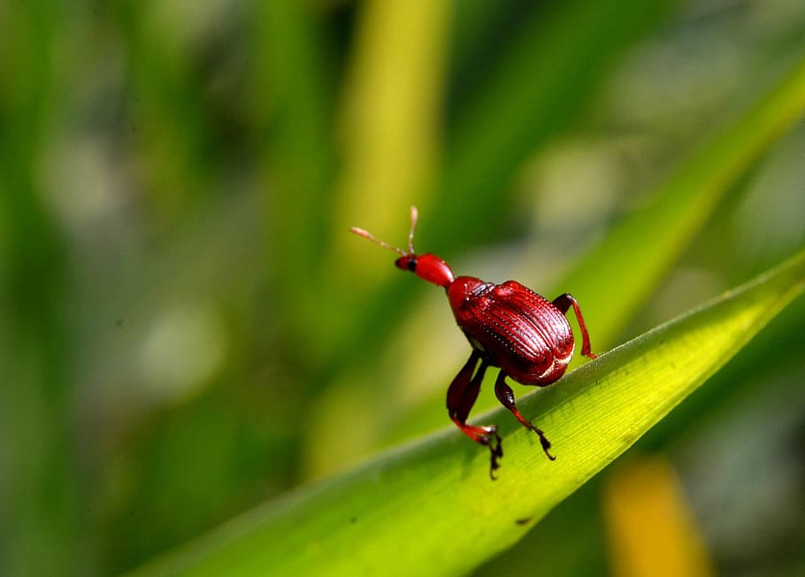 bugs, leaf, green, invertebrate, animal themes, insect, animal wildlife HD wallpaper