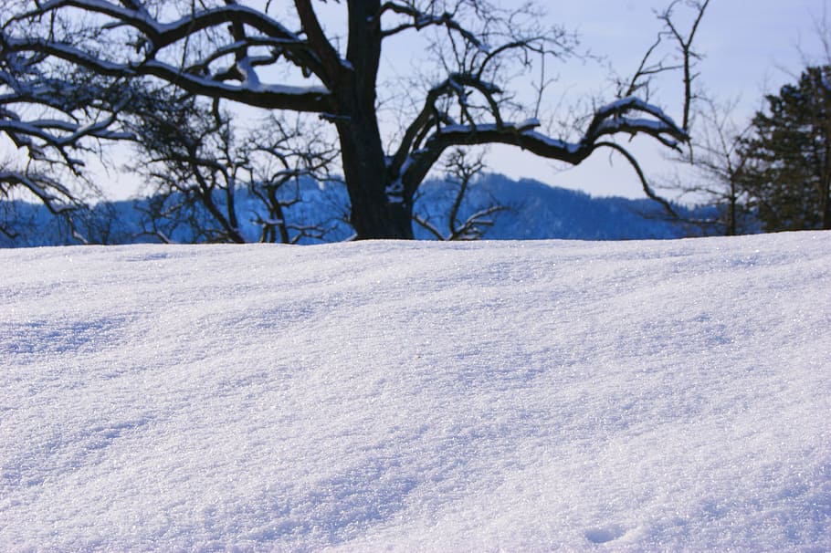 Winter, Tree, Snow, Sky, Blue, trees, cold temperature, weather HD wallpaper