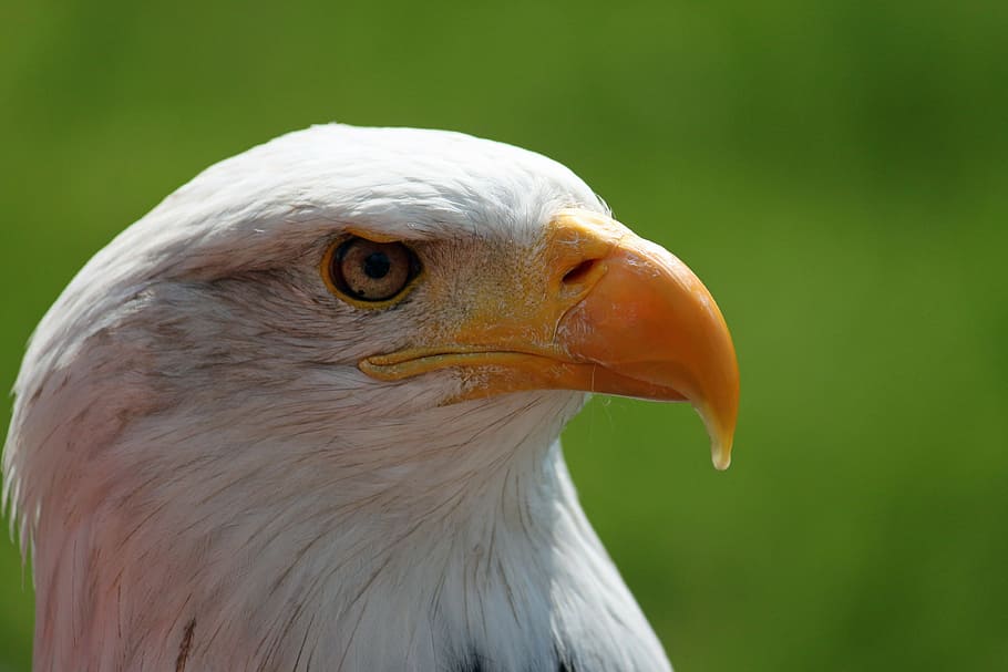 adler, white tailed eagle, bald-eagle, eyes, portrait, bald Eagle HD wallpaper