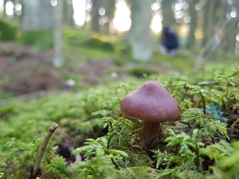 mushroom, toxic, forest, moss, fungus, plant, vegetable, growth HD wallpaper