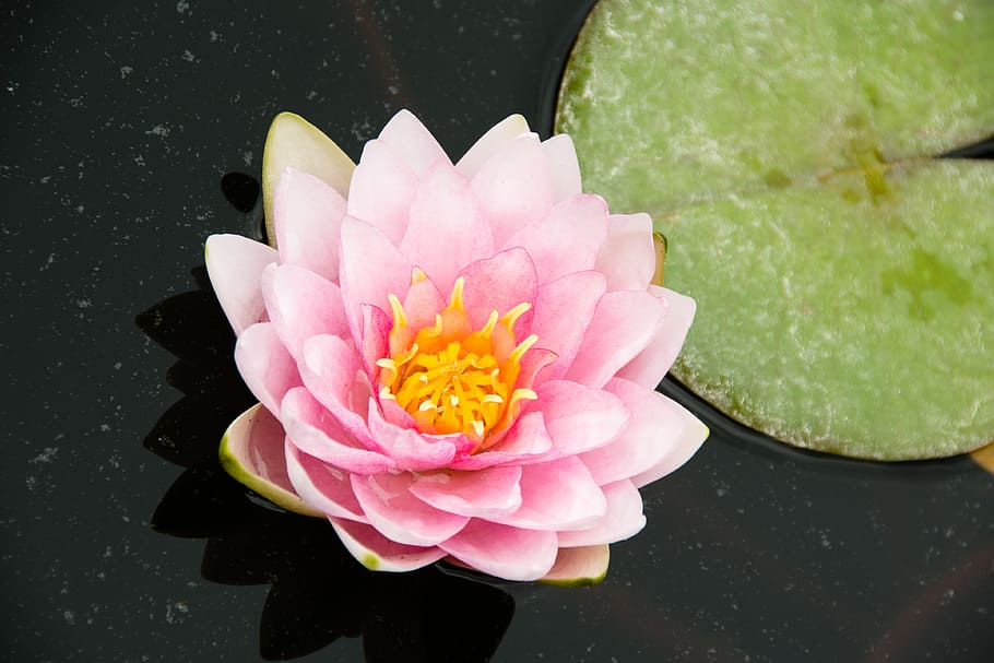 pink lotus flower, water, aquatic plant, nature, pond, nuphar lutea, HD wallpaper
