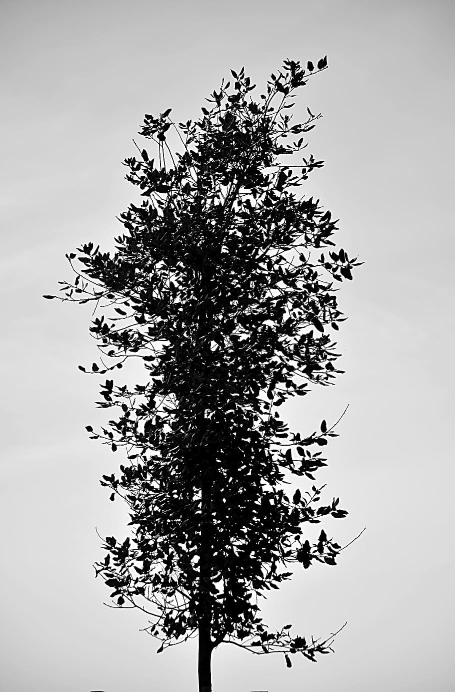 tree, leaves, nature, vertical, black and white, botany, plant HD wallpaper