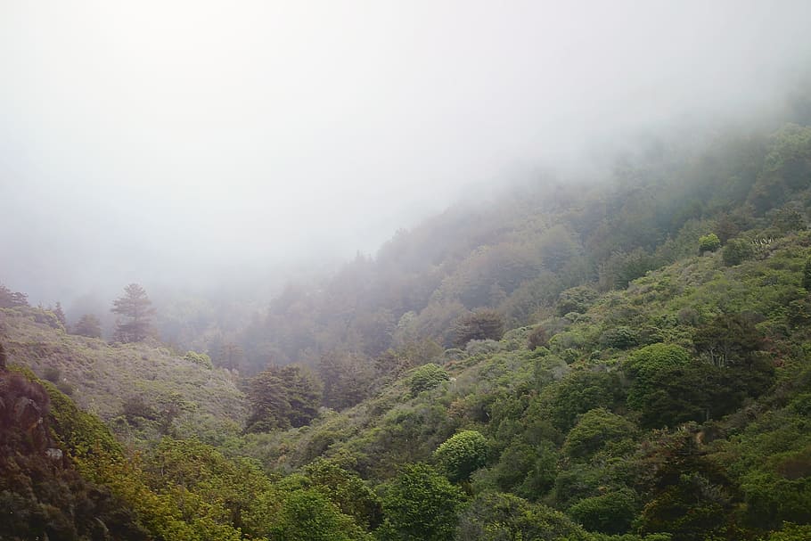 mist, valley, bush, landscape, mountain, scenery, hill, cloud HD wallpaper