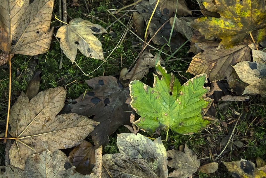 Leaves, Autumn, Forest, Sheet, green, colors, nature, plants HD wallpaper