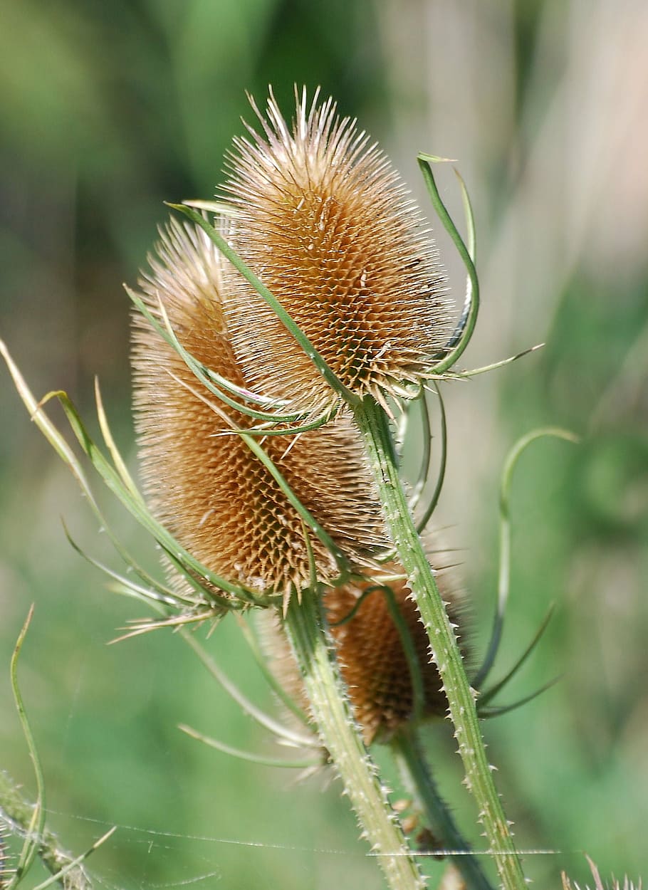 teazle, dipsacus, teasel, teazel, seed, autumn, prickly, plant HD wallpaper