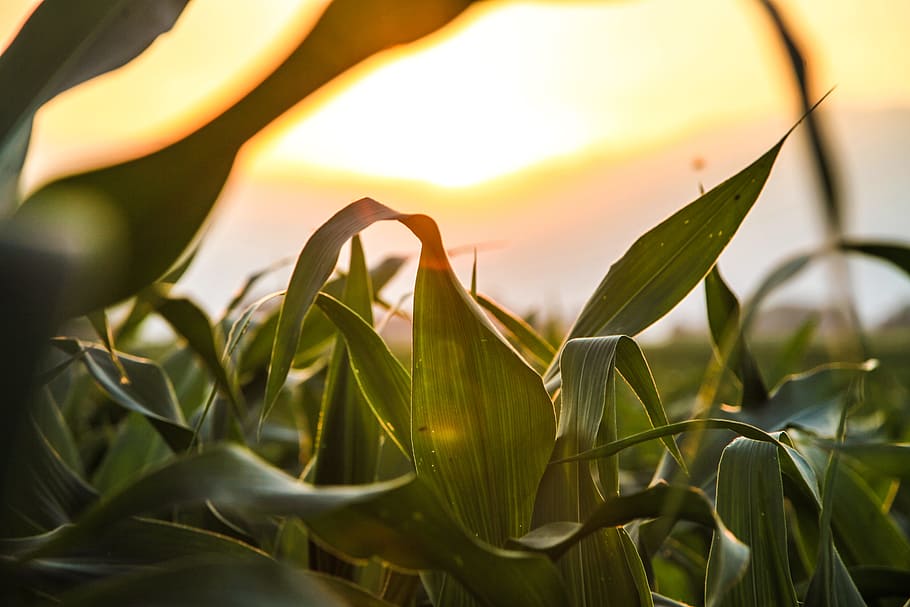 green leafed plant during sunset, corn, country, field, foliage HD wallpaper
