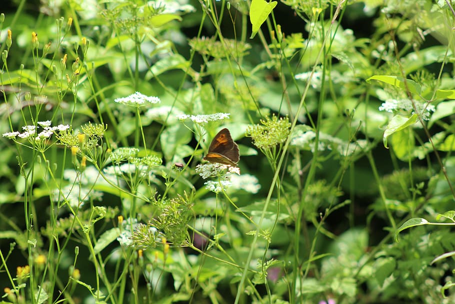 butterfly, grass, leaves, animal themes, animal wildlife, animals in the wild HD wallpaper