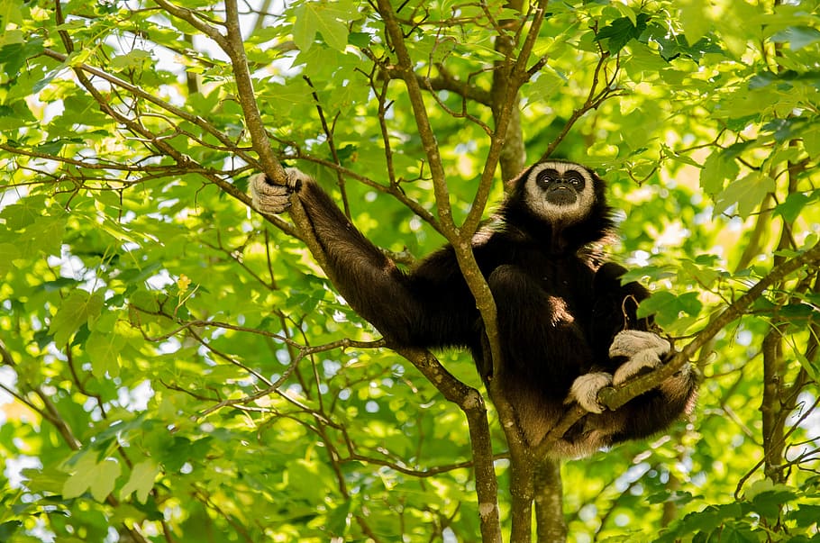 gibbon, white-handed gibbon, primate, monkey, tree, sit, click