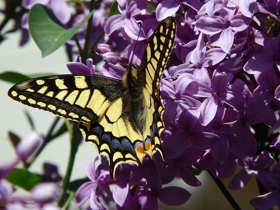 butterfly, dovetail, spring, insect, lilac, flower, flowering plant HD wallpaper