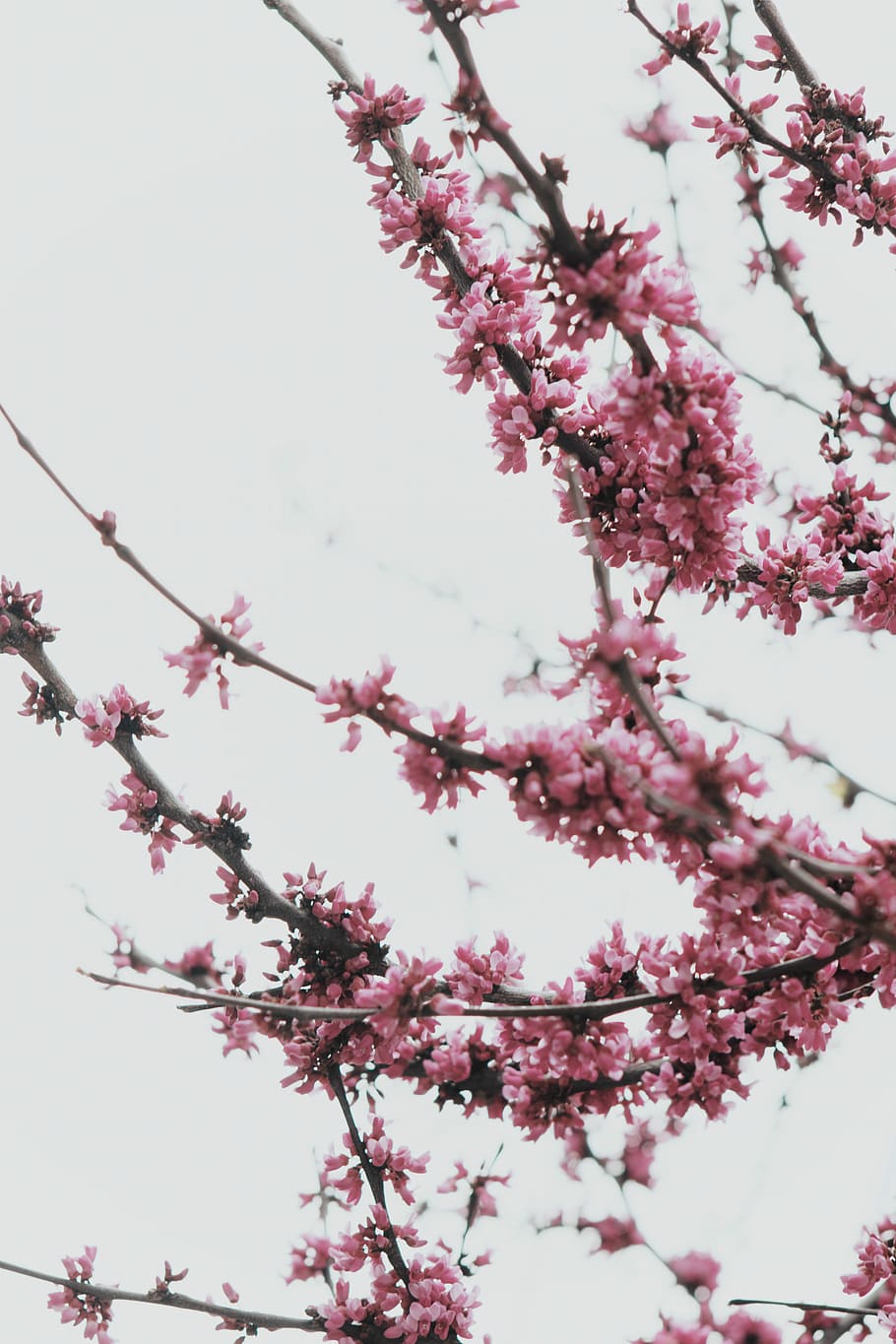 pink cherry blossoms tree, cherry blossoms during daytime, flower HD wallpaper