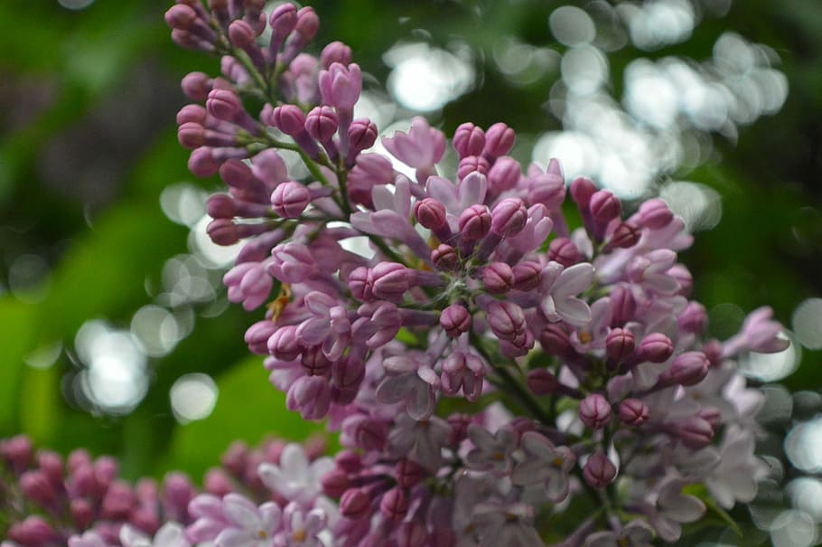 Lilac, Spring, flower, nature, pink color, no people, blossom HD wallpaper
